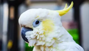 How to Budget for a Cockatoo