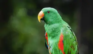 How to Care for Your Eclectus Parrot to Maximize Their Lifespan
