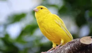How to Ensure a Healthy Life for Your Canary Bird