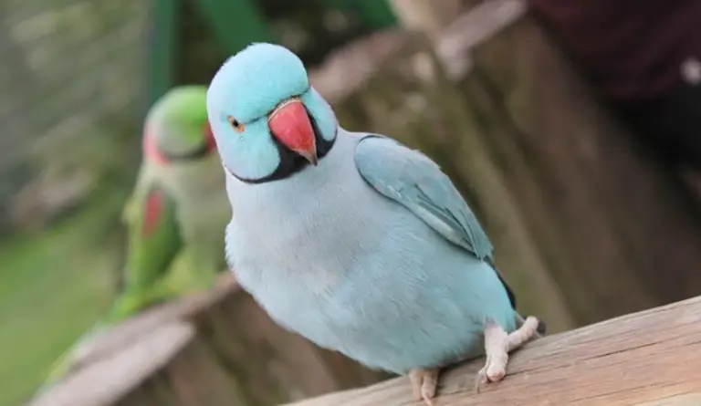 Indian Ring Neck Parrot Cost