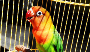 Initial Costs Purchasing Your Lovebird