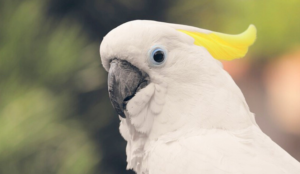 Initial Costs of Purchasing a Cockatoo
