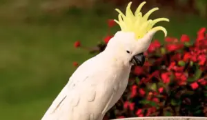 Key Factors in Evaluating Umbrella Cockatoo Cost