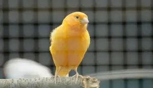 The Impact of Diet on Canary Bird Longevity