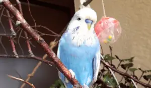 The Importance of Toys and Entertainment in Your Budgie's Life