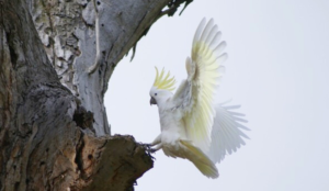 The Ongoing Costs of Owning an Umbrella Cockatoo