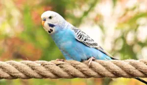 The Role of Insurance in Managing the Cost of Budgie Ownership