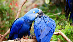 What Are the Unexpected Expenses of Owning a Blue Macaw