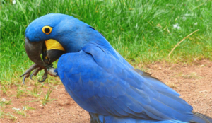 What Does It Take to Maintain a Blue Macaw