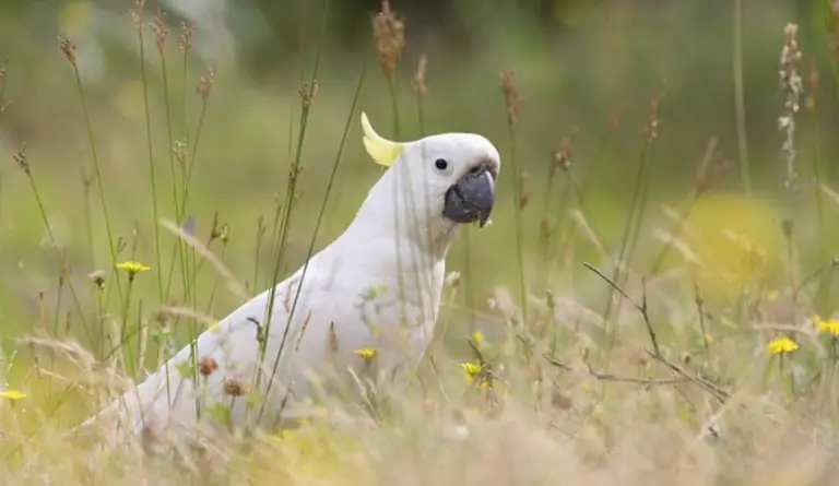 What Does a Cockatoo Eat